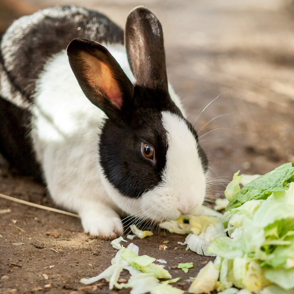 insich Ins Team Charly